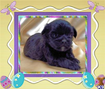 Mixed Breed Puppies for Sale